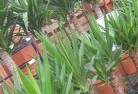 Cooroibahplant-nursery-10.jpg; ?>